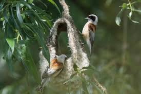 Image result for Remiz pendulinus