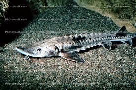 Image result for Acipenser fulvescens