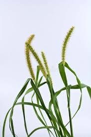 Attēlu rezultāti vaicājumam “Setaria glauca”