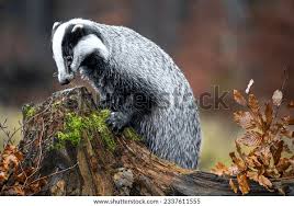 Attēlu rezultāti vaicājumam “Meles meles”