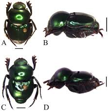 Attēlu rezultāti vaicājumam “Scarabaeidae”