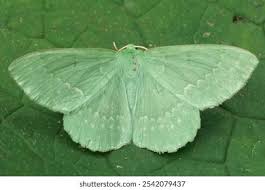 Attēlu rezultāti vaicājumam “Geometra papilionaria”