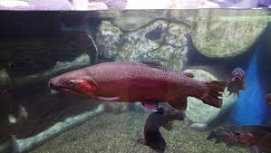 Image result for Salmo zrmanjaensis