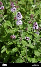 Attēlu rezultāti vaicājumam “Labiatae”