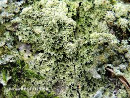 Attēlu rezultāti vaicājumam “Calicium viride”