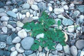 Attēlu rezultāti vaicājumam “Raphanus raphanistrum fruit”