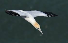 Image result for Morus bassanus