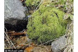 Attēlu rezultāti vaicājumam “Philonotis”