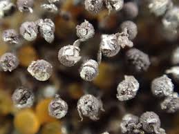 Attēlu rezultāti vaicājumam “Collaria arcyrionema”