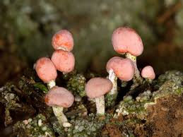 Attēlu rezultāti vaicājumam “Dibaeis baeomyces”