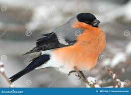 Attēlu rezultāti vaicājumam “Pyrrhula pyrrhula male”