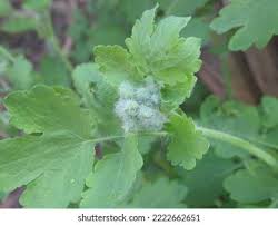 Attēlu rezultāti vaicājumam “Chelidonium majus leaf”