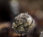 Attēlu rezultāti vaicājumam “Lamproderma pseudomaculatum”