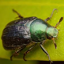 Attēlu rezultāti vaicājumam “Anomala dubia”