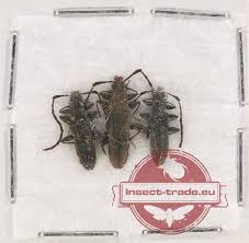 Attēlu rezultāti vaicājumam “Cucujidae”