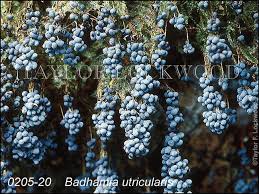 Attēlu rezultāti vaicājumam “Badhamia utricularis”