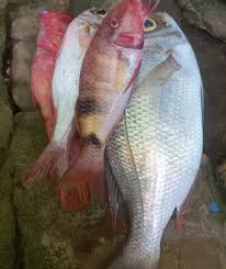 Image result for ikan