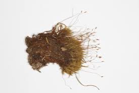 Attēlu rezultāti vaicājumam “Ditrichum flexicaule”