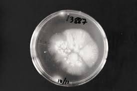 Attēlu rezultāti vaicājumam “Gloeophyllum trabeum”