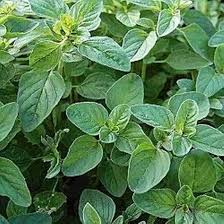 Image result for Origanum majorana