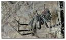 Black Widow Spiders - DesertUSA