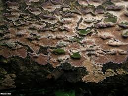 Attēlu rezultāti vaicājumam “Trichaptum abietinum”