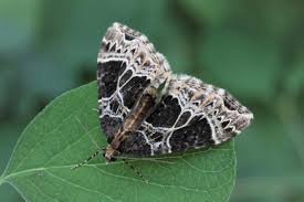 Attēlu rezultāti vaicājumam “Ecliptopera silaceata”