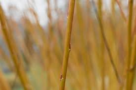 Attēlu rezultāti vaicājumam “Salix x fragilis”