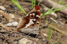 Attēlu rezultāti vaicājumam “Apatura iris underside”