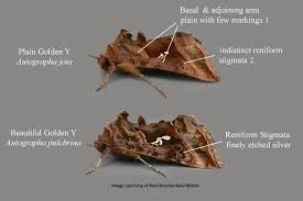 Attēlu rezultāti vaicājumam “Autographa pulchrina”