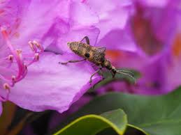 Attēlu rezultāti vaicājumam “Rhagium mordax”