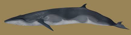 Image result for Balaenoptera bonaerensis