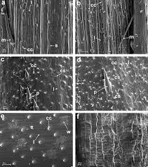 Attēlu rezultāti vaicājumam “Hordelymus europaeus leaf”