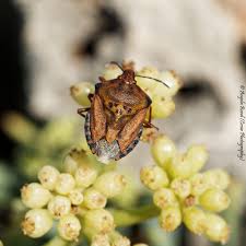 Attēlu rezultāti vaicājumam “Carpocoris sp.”