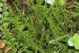 Attēlu rezultāti vaicājumam “Palustriella decipiens”