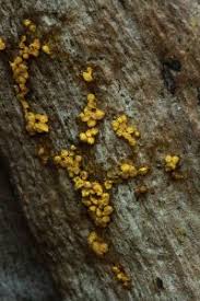 Attēlu rezultāti vaicājumam “Arcyria affinis stalked”