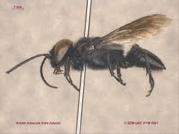 Attēlu rezultāti vaicājumam “Crabronidae”