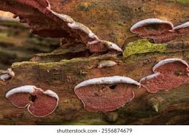 Attēlu rezultāti vaicājumam “Phlebia tremellosa”