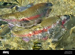 Image result for Oncorhynchus mykiss