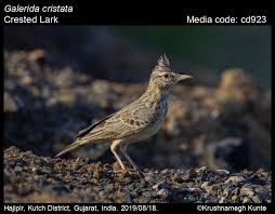 Attēlu rezultāti vaicājumam “Galerida cristata”