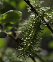 Attēlu rezultāti vaicājumam “Salix caprea fruit”
