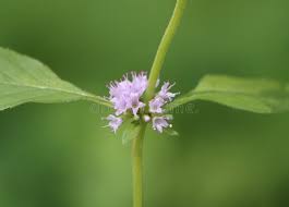 Attēlu rezultāti vaicājumam “Mentha arvensis bud”