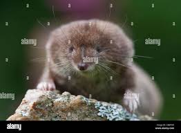 Attēlu rezultāti vaicājumam “Sorex araneus”