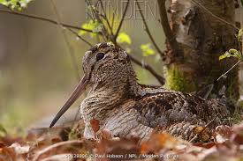 Attēlu rezultāti vaicājumam “Scolopax rusticola”