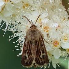 Attēlu rezultāti vaicājumam “Cerapteryx graminis”