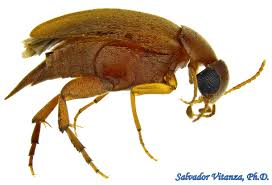 Attēlu rezultāti vaicājumam “Mordellidae”