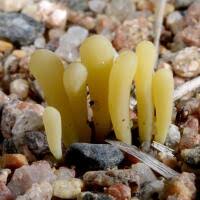 Attēlu rezultāti vaicājumam “Clavaria straminea”