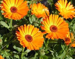 Image result for Calendula officinalis
