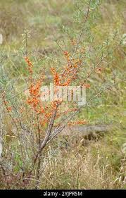 Attēlu rezultāti vaicājumam “Hippophae rhamnoides female flower”