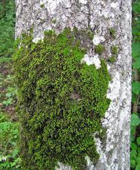 Attēlu rezultāti vaicājumam “Leucodon sciuroides”